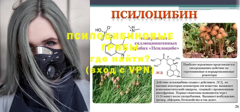 darknet состав  дарнет шоп  Любим  Галлюциногенные грибы Psilocybe 